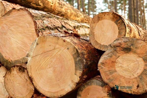 楓樺木籃球木地板環保