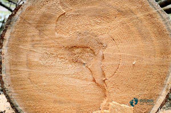 籃球場木地板選哪家1